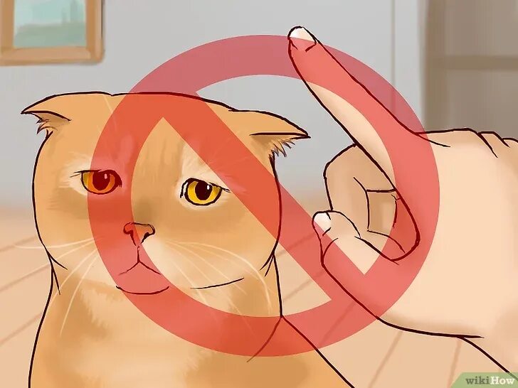 Звук для привлечения котов. WIKIHOW кошки.