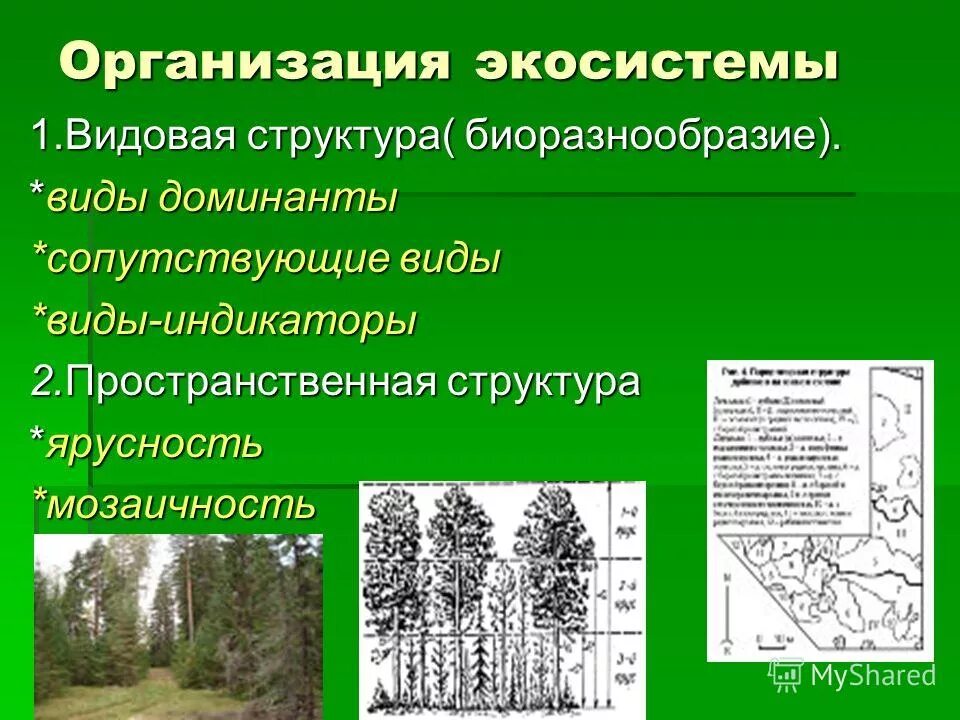 Пространственная структура биоценоза горизонтальная. Пространственная структура. Пространственная структура экосистемы ярусность. Пространственная структура характеристика. Пространственная структура характеристика.