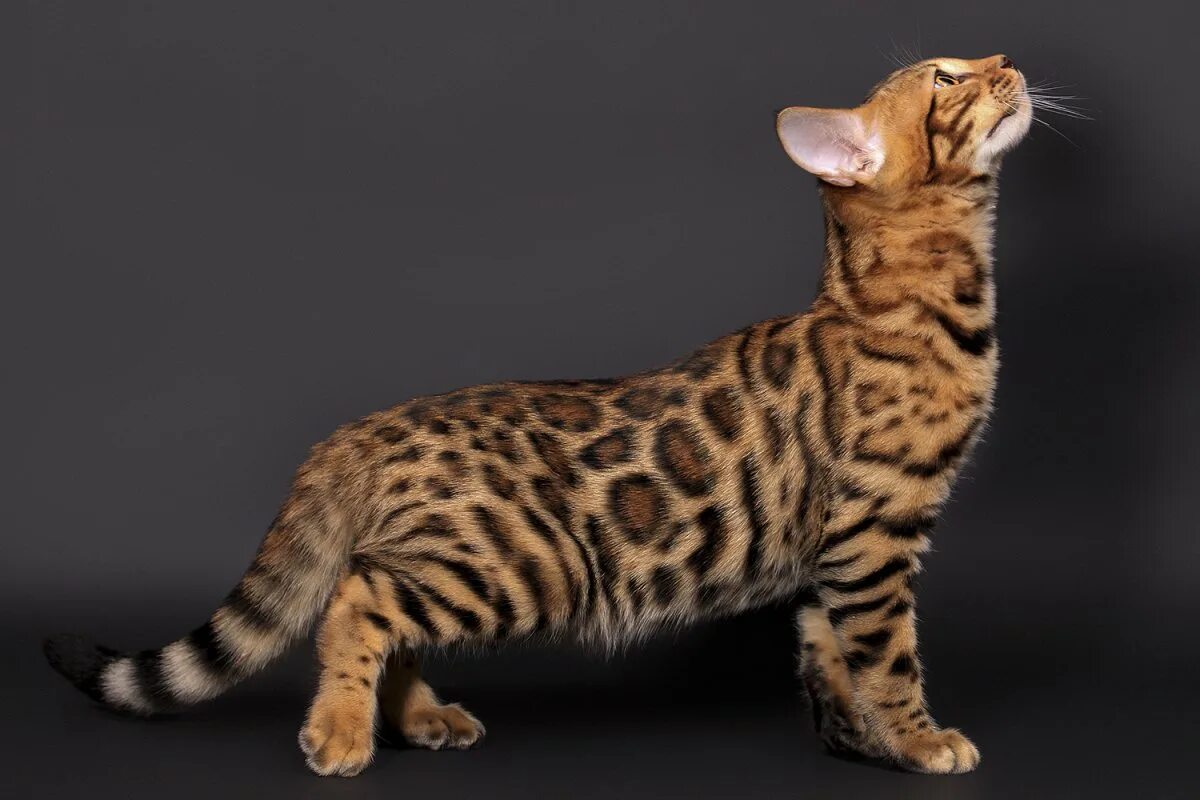 Рассмотрите фотографию кошки дикого окраса породы бенгальская. Бенгальская кошка. Кошки бенгальской породы. Бенгальский кот породистый. Бенгальская кошка породы кошек.