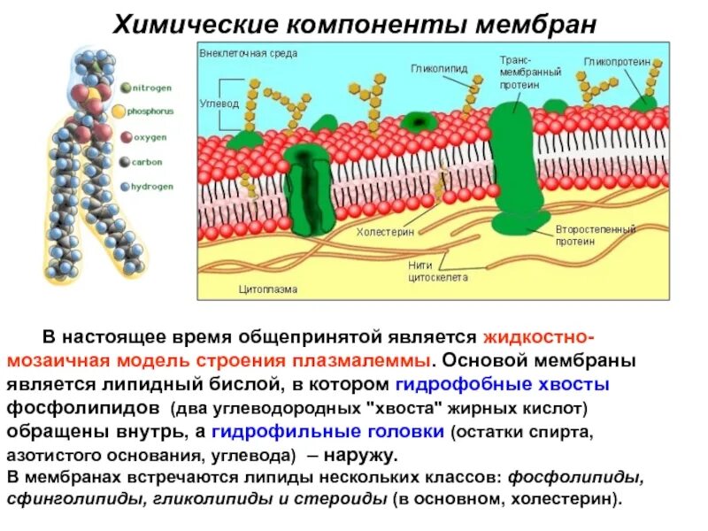 Мембраны и их значение. Плазматическая мембрана липидный бислой. липидный бислой мембраны. мембранные липиды: липидный бислой. фосфолипиды плазматической мембраны.