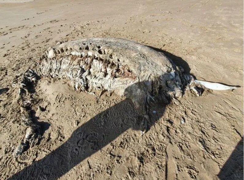 Выбросило на берег. Останки морских чудовищ. останки неизвестных животных. неизвестные животные выброшенные на берег.