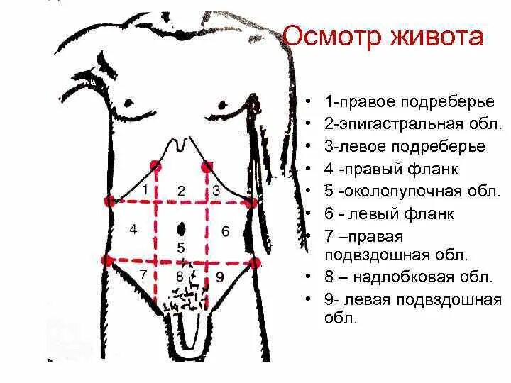 Боли в паху спереди. Поверхностная пальпация живота схема. Эпигастральной области. Правая подвздошная область. Подвздошная область живота.