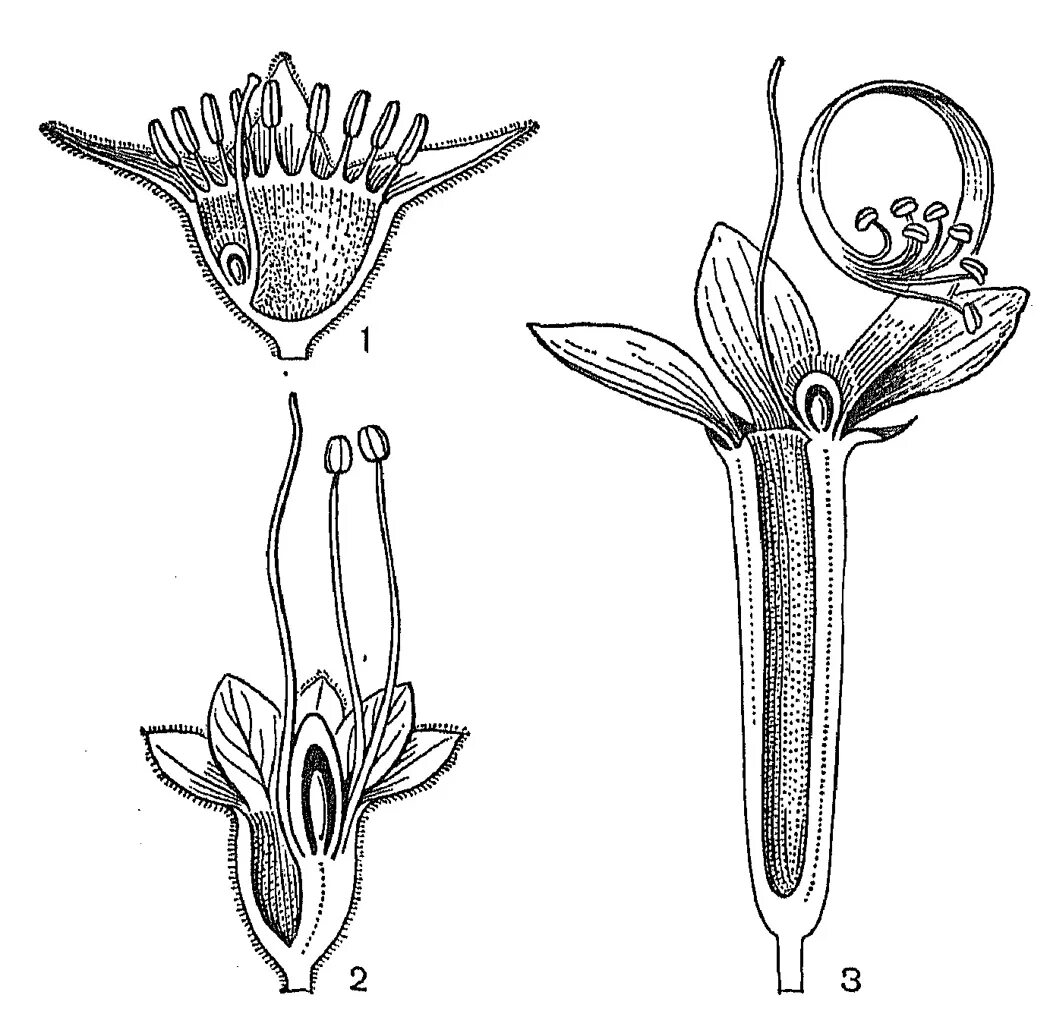 Андроцей и гинецей. Андроцей Лютика. Андроцей яблони. Венчик андроцей гинецей. Трубчатых воронковидных цветков