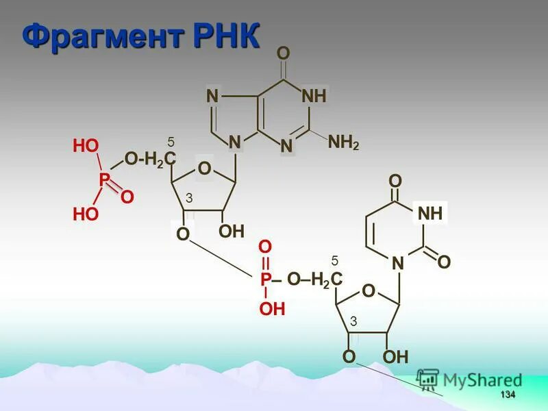 Часть рнк