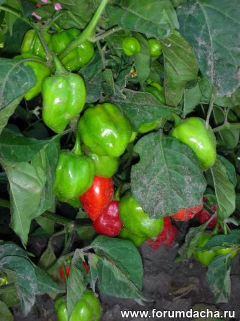 перец тепличный. перец фьюджи f1. перец сладкий атлант. перец аллигатор. перец хабанеро оранжевый.