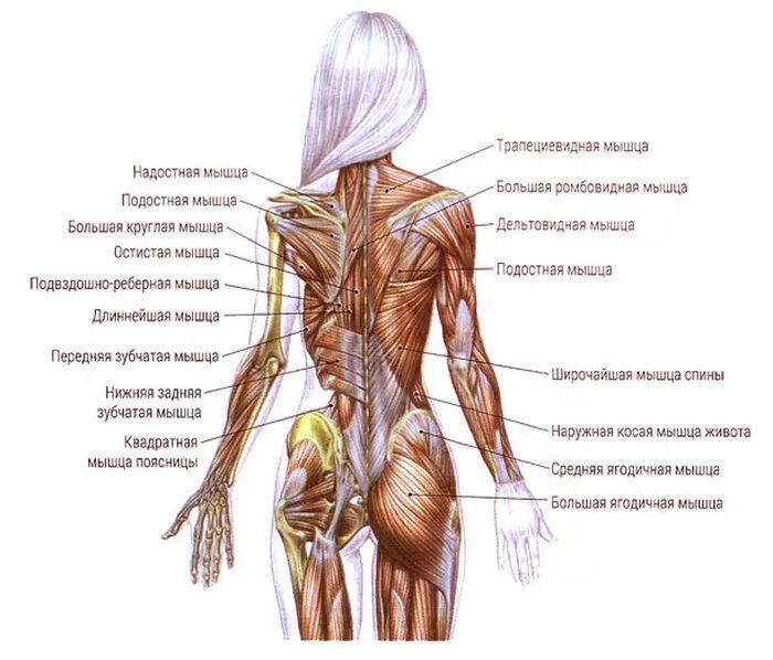Мышцы поясничного отдела позвоночника анатомия. Мышцы спины человека анатомия для массажиста. Анатомия мышц человека для массажистов. Мышцы спины женщины анатомия.