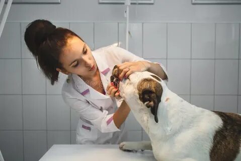 Зарабатывают ветеринары