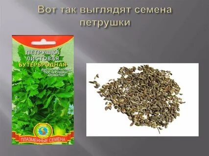 Семечки петрушки