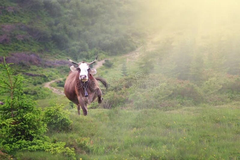 Корова бежит. Счастливая корова. Теленок бежит. Коровы бегут вдалеке.