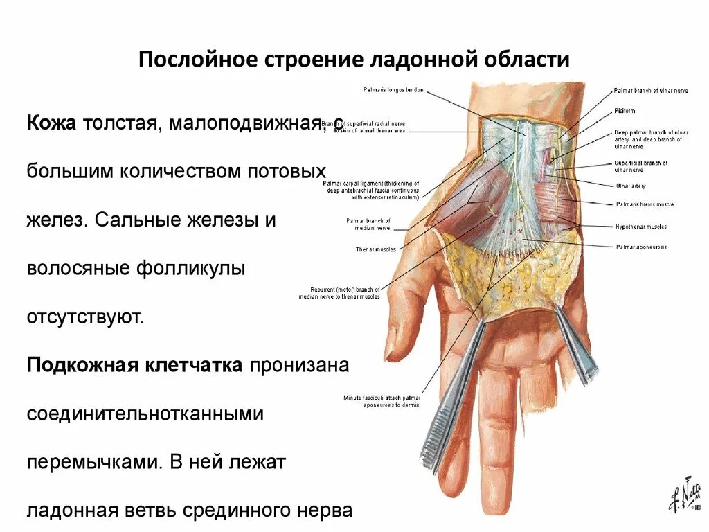 Строение ладони топографическая анатомия. Послойная топография кисти. Ладонная поверхность области кисти послойное строение. Топография ладонной поверхности кисти. Поверхность запястья