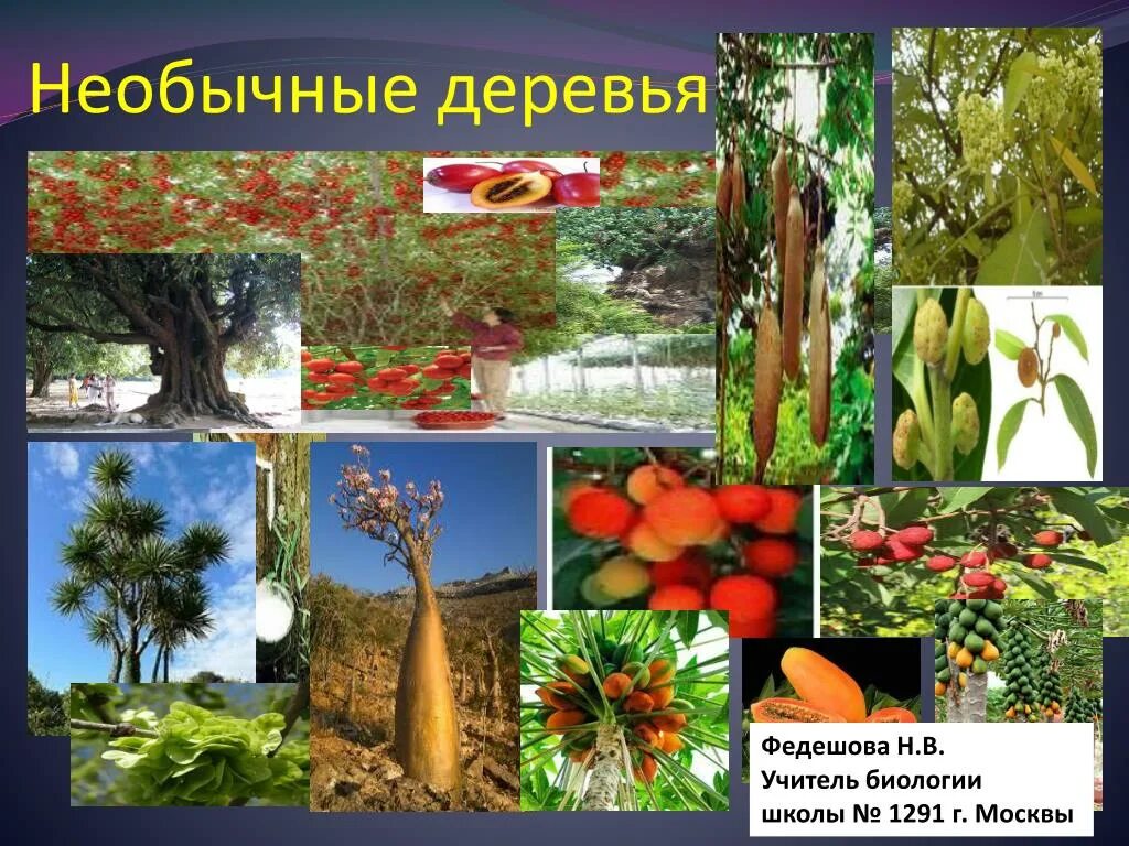 Презентация мир деревьев. Необычные деревья презентация. необычные деревья презентация для детей. презентация для детей удивительные деревья. необычные деревья по биологии.