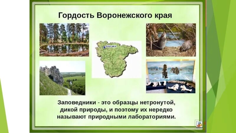 Охрана природы нашего края воронежская область проект Охраняемые животные Воронежской области