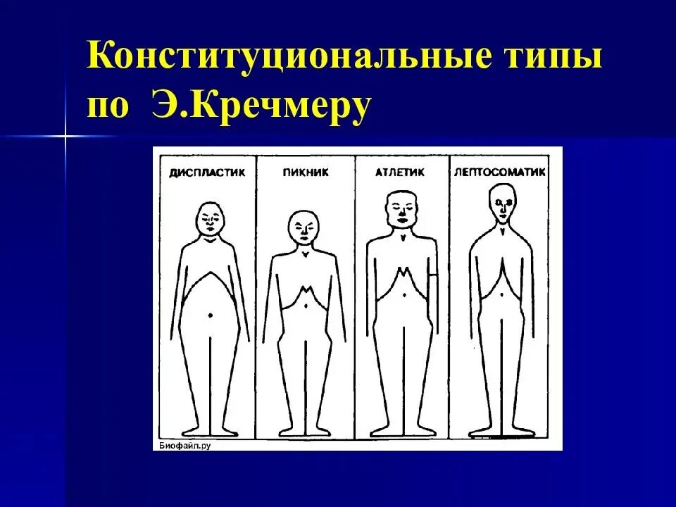 Тип пикник. Конституциональные типы по э. кречмеру. конституциональные типы темперамента кречмер. конституциональные (э. кречмер, у. шелдон),. астеник пикник атлетик диспластик.