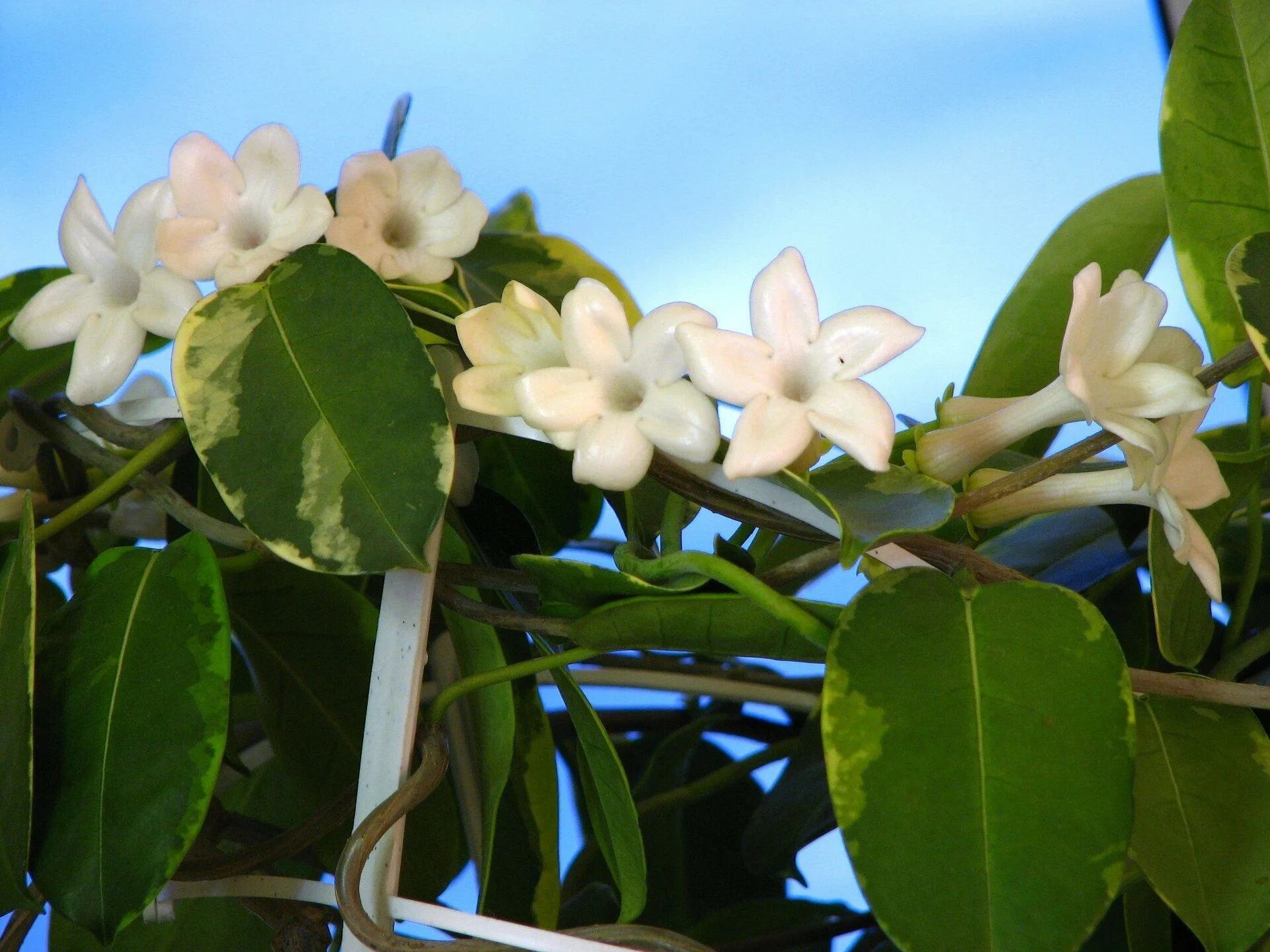 Стефанотис floribunda. Стефанотис Вариегата. Стефанотис мадагаскарский. Стефанотис stephanotis