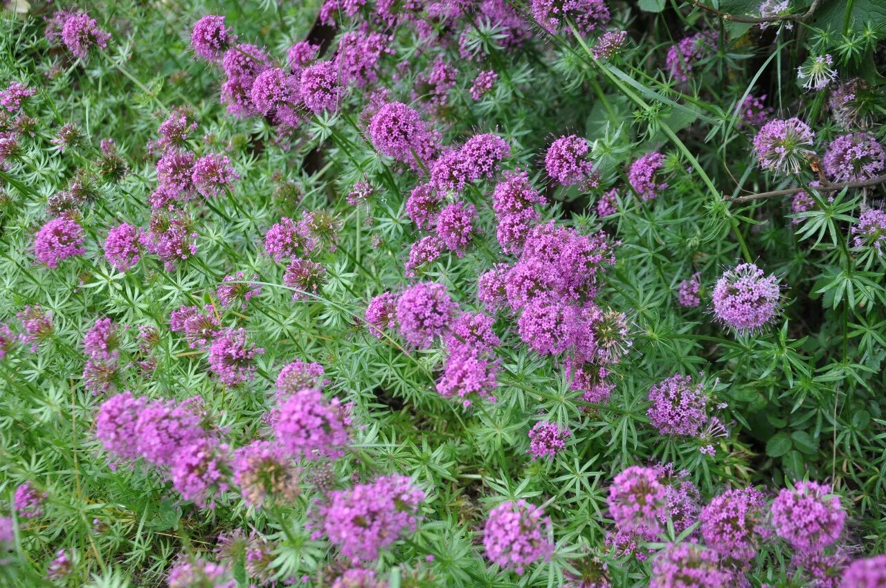 Фуопсис длинностолбиковый. Фуопсис многолетник фото и описание. Фуопсис многолетник фото и описание. Фуопсис (крестовница). Фуопсис длинностолбиковый.