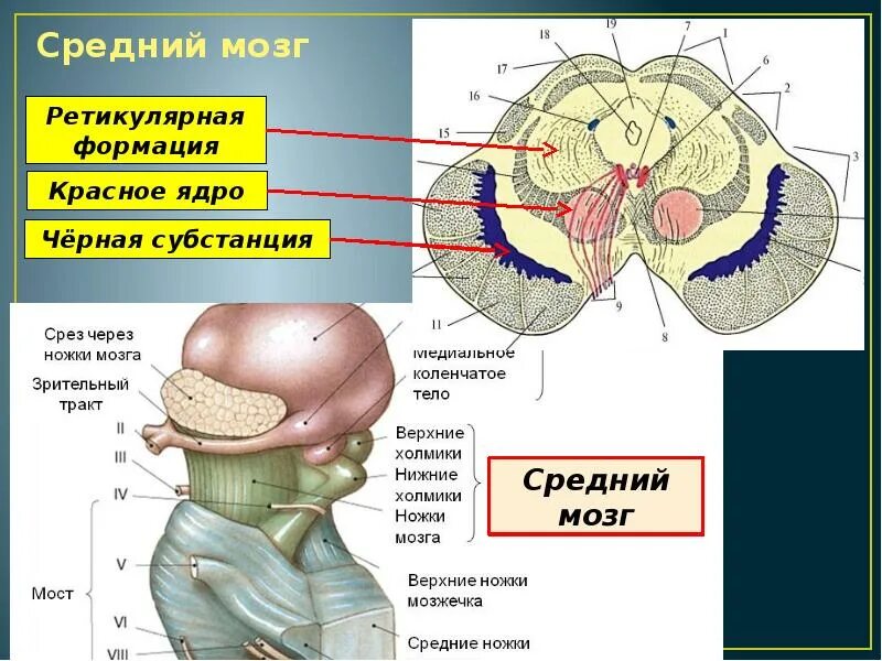 Ретикулярная формация мозгового ствола. Средний мозг красное ядро черная субстанция. Ядра среднего мозга анатомия. Ядра ретикулярной формации ствола головного мозга.