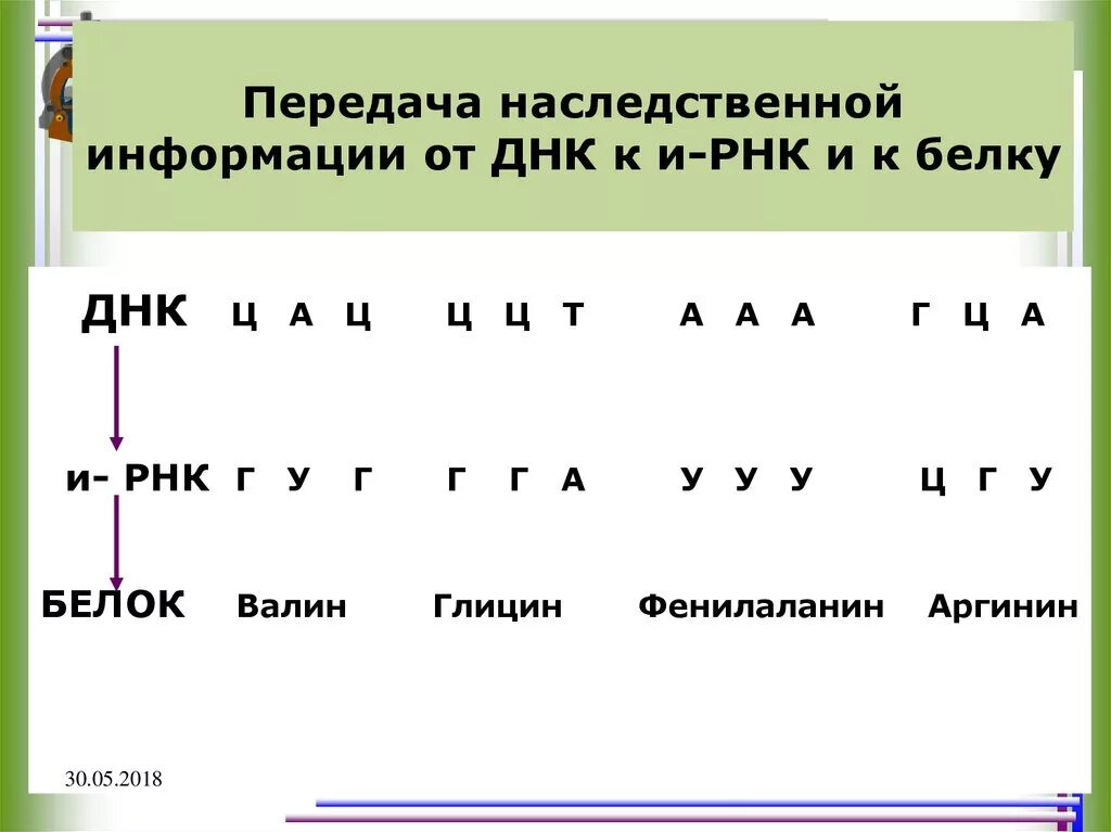 Передача информации на рнк. Схема передачи генетической информации от днк к белку.. передача наследственной информации от днк к ирнк. схема передачи наследственной информации от днк к белку. передача наследственной информации от днк к и-рнк и к белку.