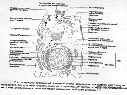 Животная клетка егэ биология