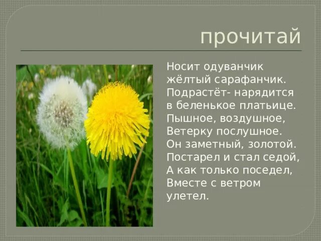 Жёлтый одуванчик желтый сарафанчик. Е серова одуванчик стихотворение. Слово одуванчик по буквам. Стих про одуванчик для детей. Одуванчик у дорожки в пышной шапке.