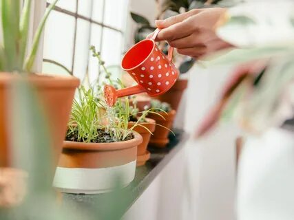 Take care of plants