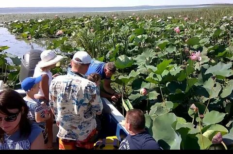 Лотосы азовское море экскурсия