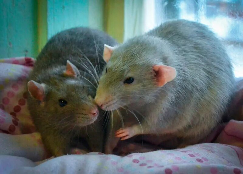 Шесть крыс. Рыжая крыса пасюк. Акомис иглистая мышь расцветки. Милая крыса. Декоративные грызуны.