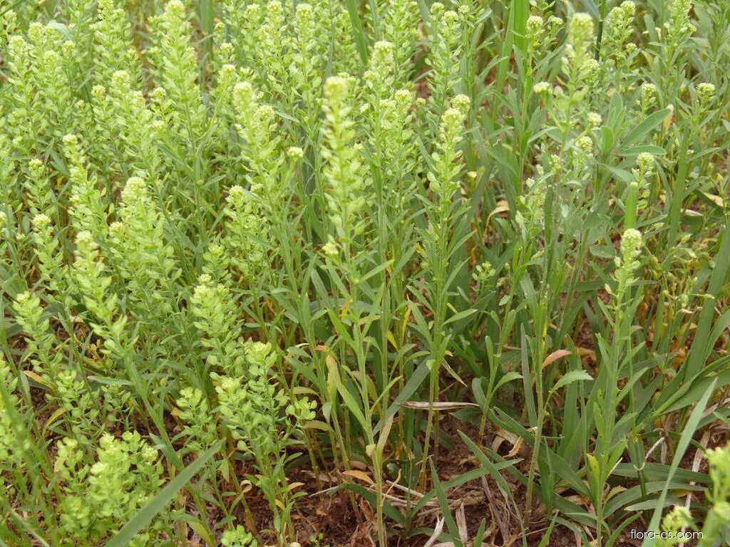Свойства клоповника. Клоповником мусорным (lepidium ruderale. Клоповником мусорным (lepidium ruderale. Клоповник виргинский. Трава клоповник.