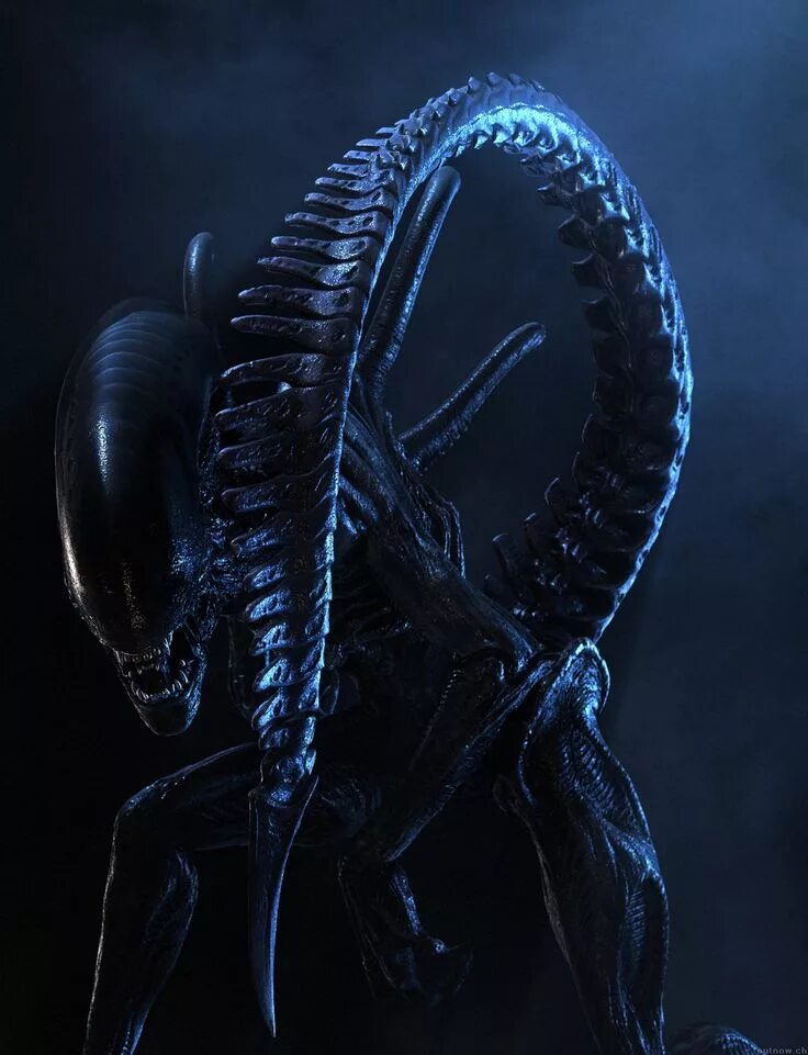 Alien Ксеноморф Xenomorph. Ксеноморф трутень чужой 1979. Ксеноморф самка Королева. Ксеноморфы что это