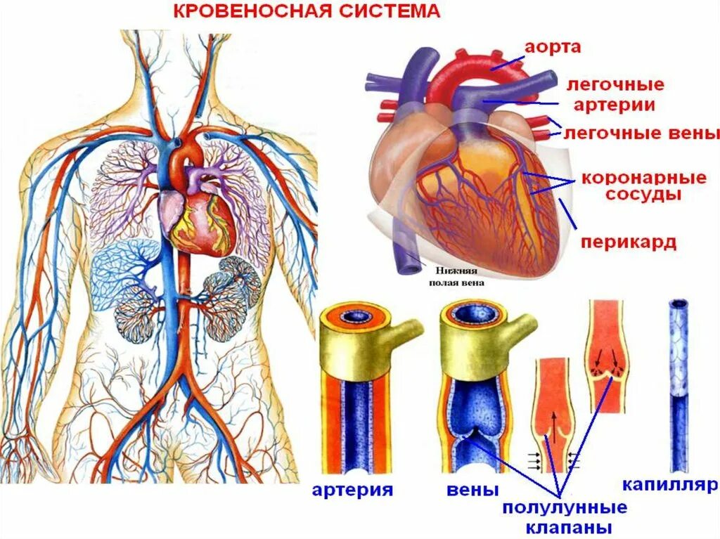 Как открыть сосуды. Кровеносная система сосуды артерии вены. аорта вена артерия капилляр. кровеносная система это сердце артерии и вены. артерии и вены схема.