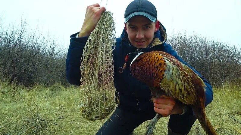 На что ловить фазана Охота на фазана. Пес потрудился и фазан был взят, взлетел у собаки из-под задниц
