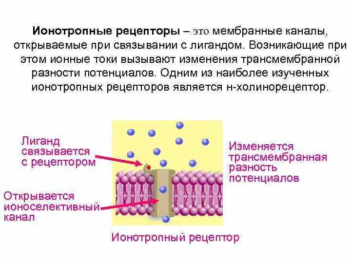 Ионотропные мембранные рецепторы. Ионотропный Рецептор строение. Ионотропные рецепторы физиология. Метаботропные рецепторы физиология.