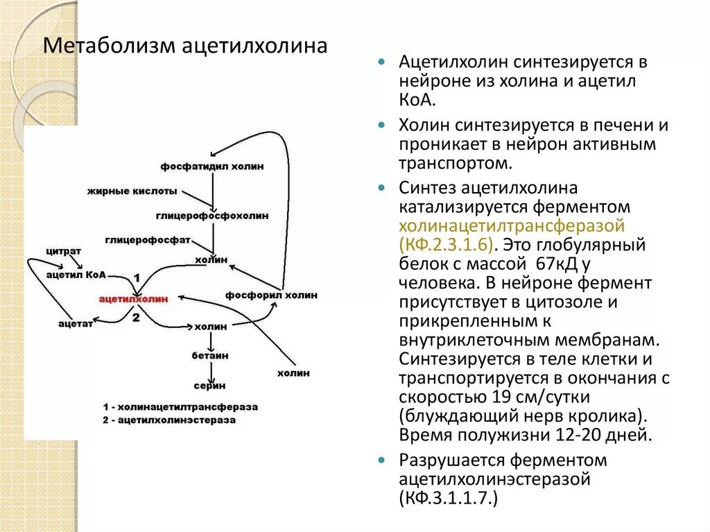 Реакции синтеза из Серина ацетилхолина. Схема синтеза ацетилхолина. Синтез ацетилхолина фермент. Схема Синтез ацетилхолина биохимия. Ацетилхолин сердце сокращение