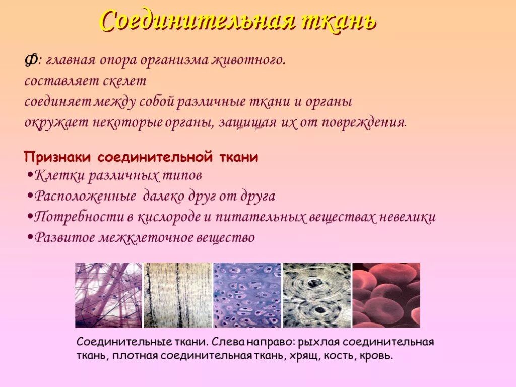 Функции соединительной ткани 5 класс биология. Строение соединительной ткани 8 класс биология. Признаки соединительной ткани. Строение и функции соединительной ткани человека.