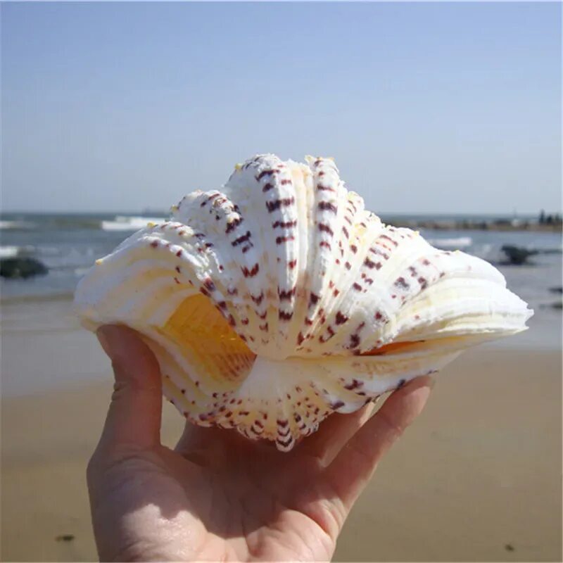 Big shell