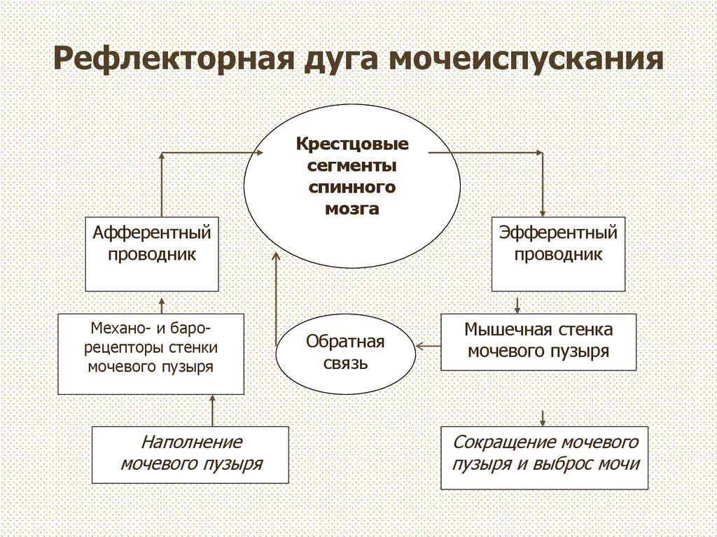 Центр рефлекса мочеиспускания. Схема процесса мочеиспускания. Рефлекторная дуга мочеиспускания схема. Мочеиспускательный рефлекс схема. Схема рефлекторной дуги акта мочеиспускания.