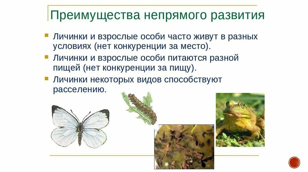 Непрямое с полным метаморфозом. Преимущества и недостатки прямого и непрямого развития организмов. преимущества непрямого развития. непрямое развитие схема. прямое и непрямое развитие насекомых схема.