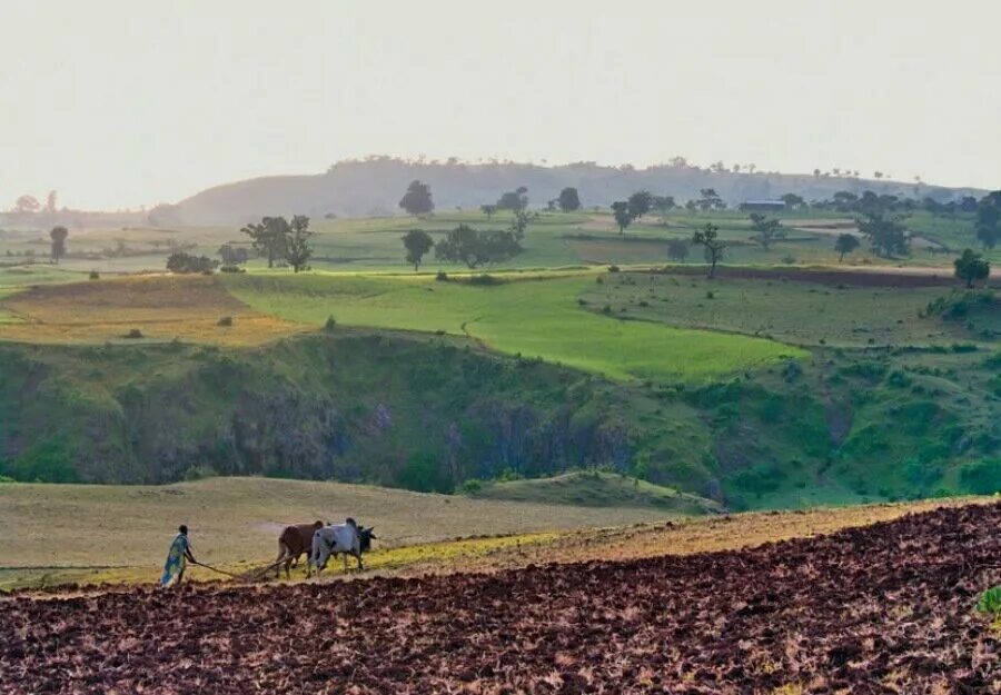 Земледелие в Эфиопии. Эфиопия сельское хозяйство Эфиопии. Промышленность и сельское хозяйство Эфиопии. На полях Эфиопии.