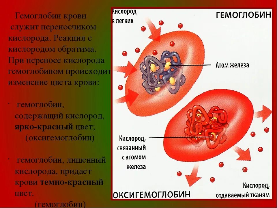 Гемоглобин какая ткань. Гемоглобин. Гемоглобин в крови. Гемоглобин переносит кислород. Гемоглобин и оксигемоглобин.