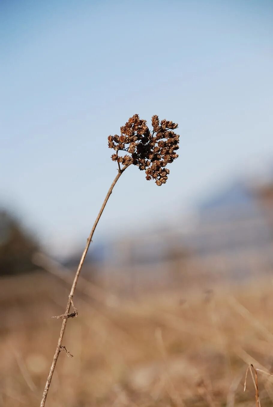 Dry plants. Сухая трава. Увядшая трава. Сухая растительность. Иссохшая трава.