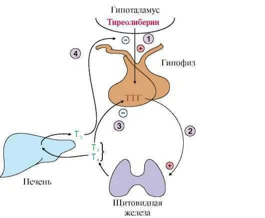 Гипоталамус гипофиз щитовидная железа схема. Регуляция синтеза гормонов щитовидной железы. Регуляция гормонов щитовидной железы схема. Регуляция тиреотропного гормона. Секретирует тиреотропный гормон
