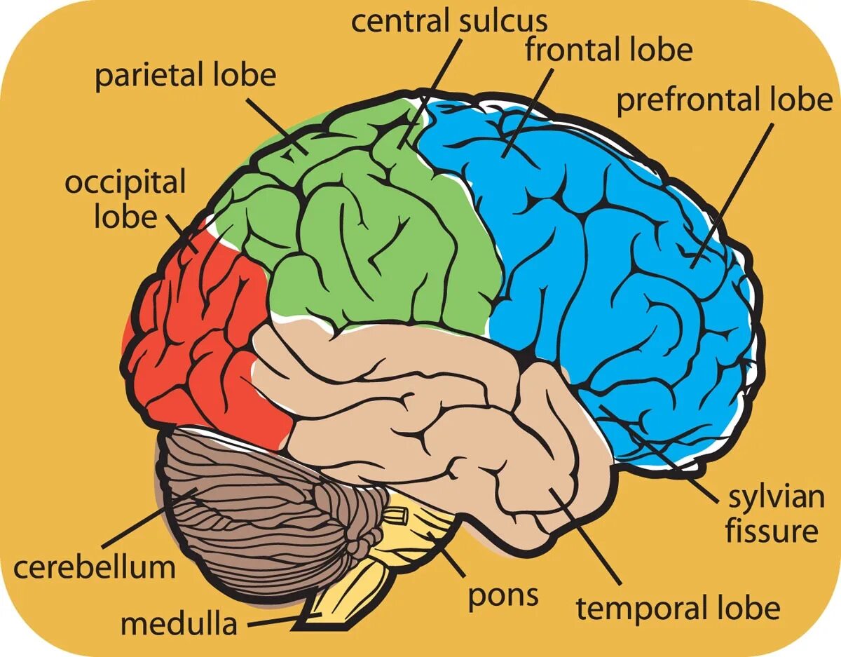 Головной мозг на английском. Parts of human brain. Головной мозг анатомия на русском. The parts of human brain and their functions. Brain functions.