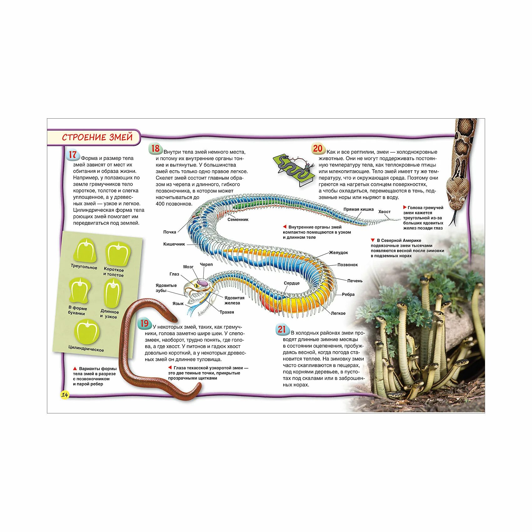 Какое тело у змей. Строение змеи. Анатомия змеи. Внутреннее строение змеи. Строение змеи для детей.