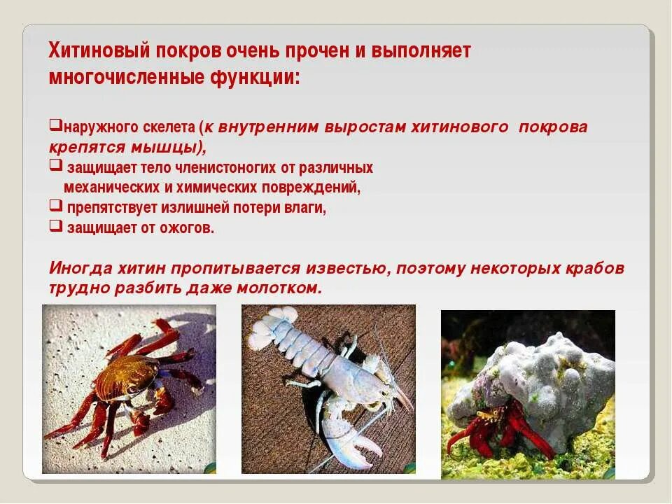 В чем преимущества и недостатки скелета членистоногих. Функции хитинового покрова членистоногих. хитиновый членистоногих хитиновый покров. функцый хитиногг покровачленостоногих. хитиновый покров насекомых функции.