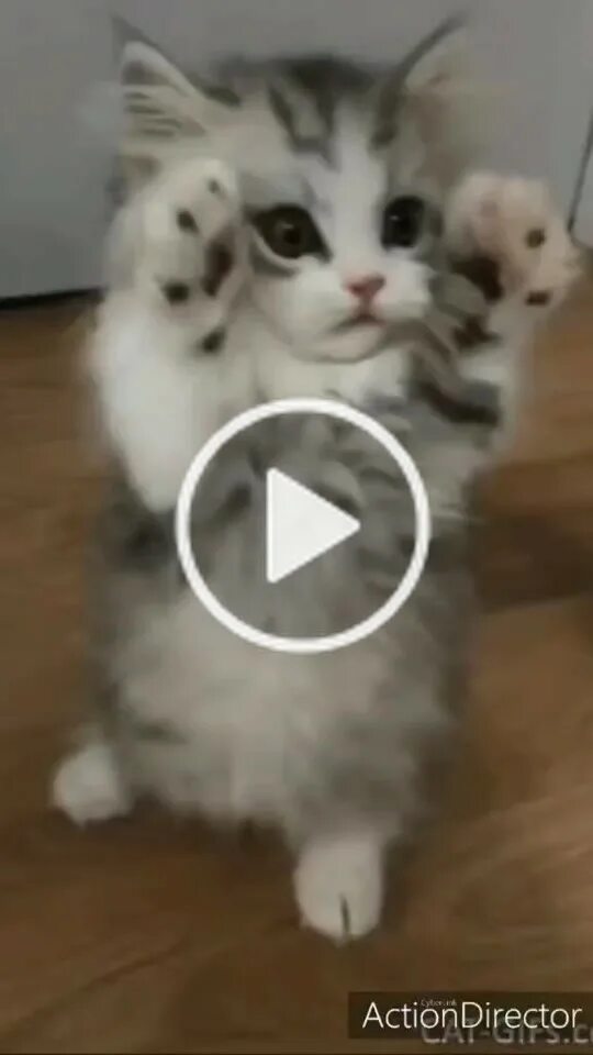 Милого кота гладят. Котенок трясется. Котенок танцует попой. Котенок дрожит. Котенок gif.