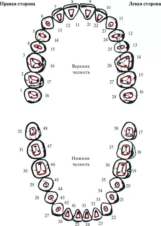 2 корня в зубе. Схема устьев корневых каналов зубов. Схема расположения корневых каналов в зубах. Топография корневых каналов 26 зуба. Расположение корневых каналов в 46 зубе.