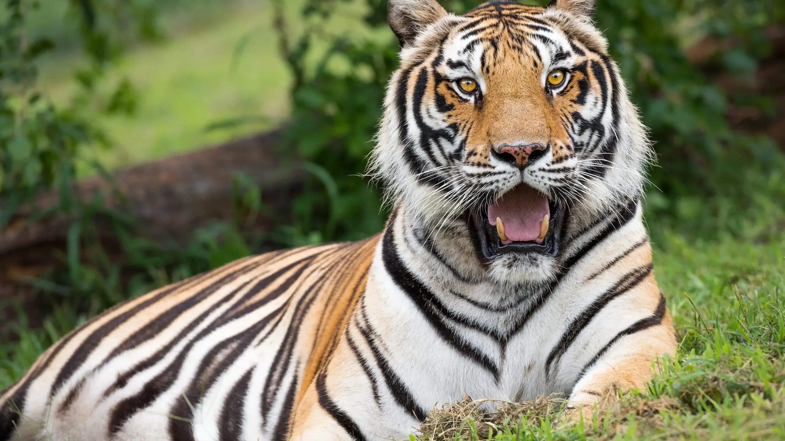 Приснился тигр. Красивая девушка с тигром. Тигр во сне к чему снится женщине. Тигр и белый тигр. Детеныш тигра и львицы.