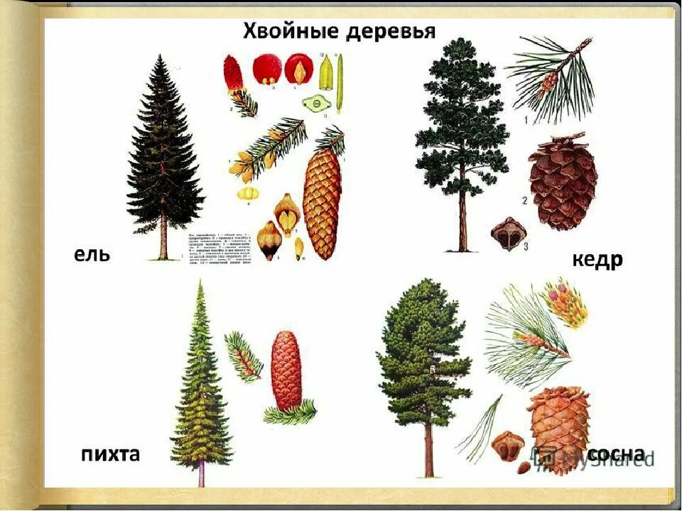 Названия хвойных. Ель сосна кедр пихта. Ель пихта сосна кедр лиственница. Хвойные деревья ель сосна пихта кедр. Ель, сосна, лиственница, кедр, пихта шишки.