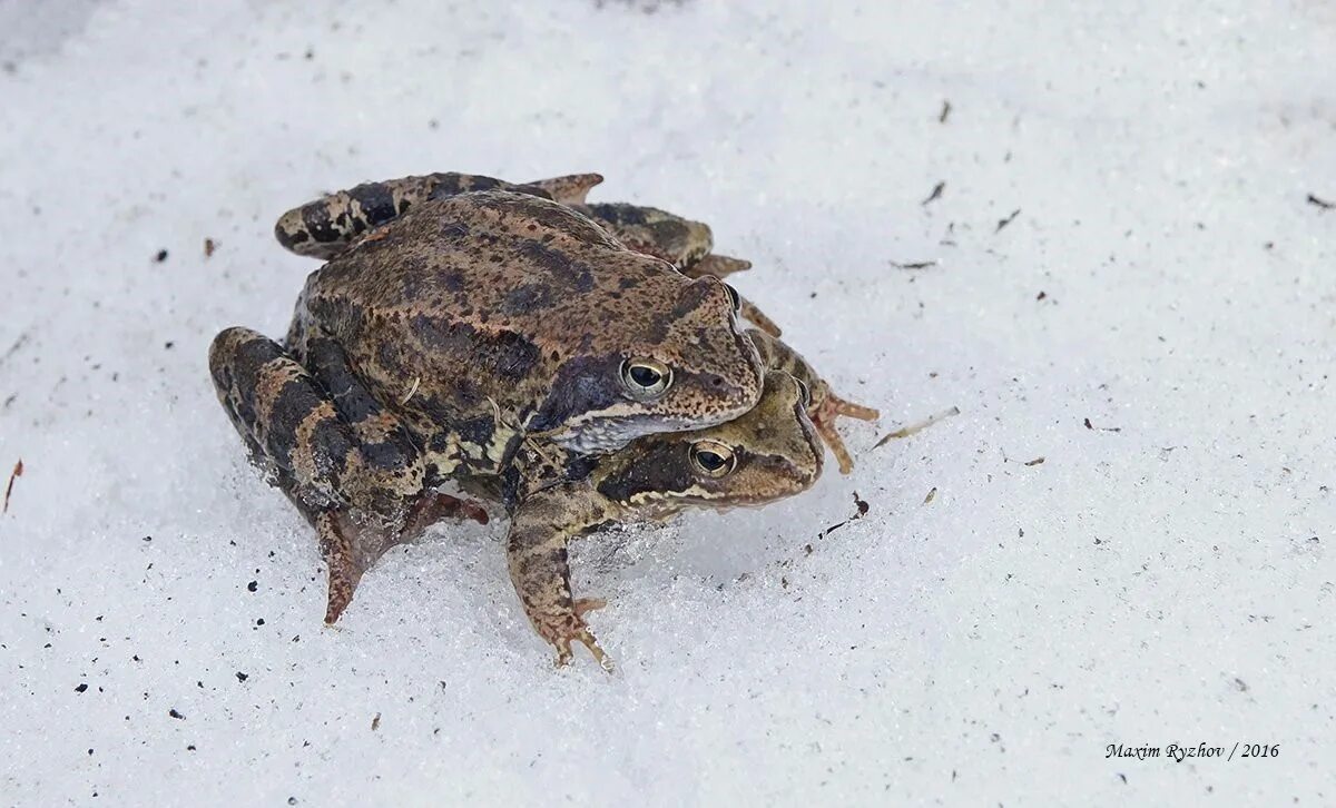 Травяные лягушки зимуют. Анабиоз земноводных. Анабиоз лягушек зимой.