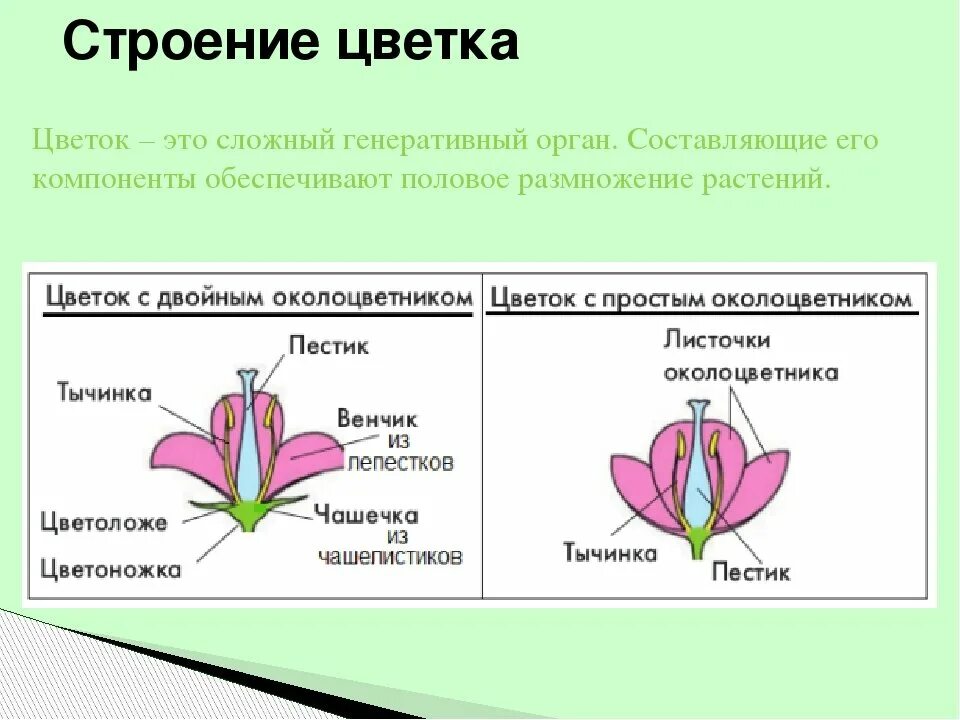Генеративный орган состоит из. Обоеполый цветок с двойным околоцветником. Обоеполые с двойным околоцветником с простым. Строение цветков с двойным и простым околоцветником. Строение цветка околоцветник схема.