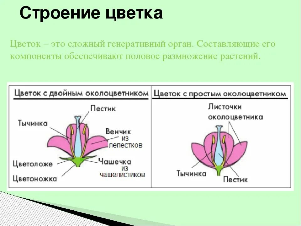 Какой околоцветник изображен на рисунке. Обоеполые с двойным околоцветником с простым. Строение цветков с двойным и простым околоцветником. Обоеполый цветок с двойным околоцветником. Обоеполые цветки с простым околоцветником.